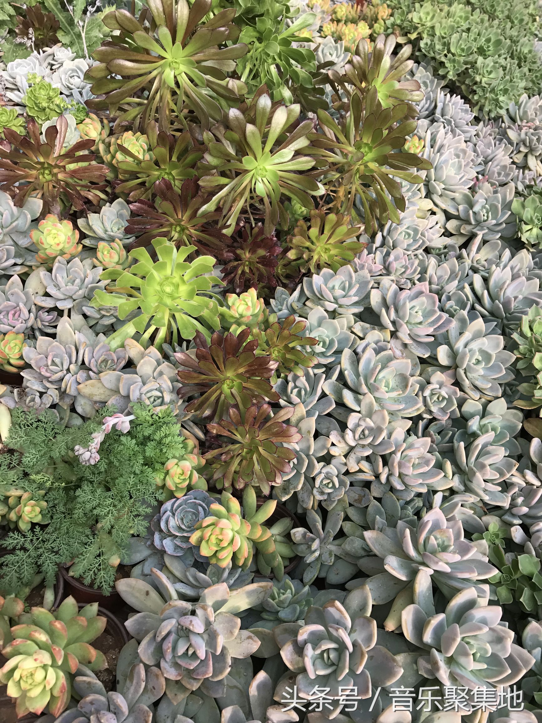 雪地松鼠哪种最漂亮,什么是最好的雪地松鼠