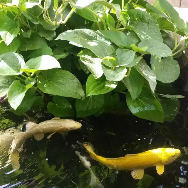 锦鲤水景三月天，赏心悦事别家院