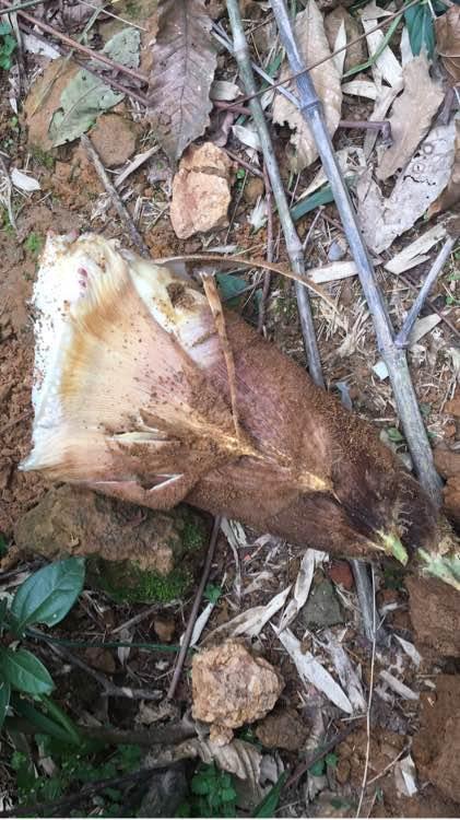 人民币打窝子，巧夺大黑鱼！