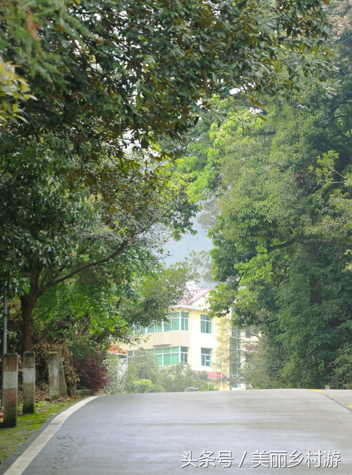 美丽乡村森林图片,洋畲村乡村旅游景点