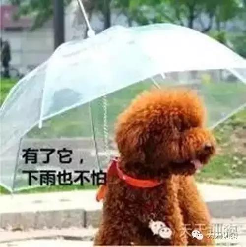 狗狗雨天出去怎么弄干净,如何教狗狗下雨天不出门