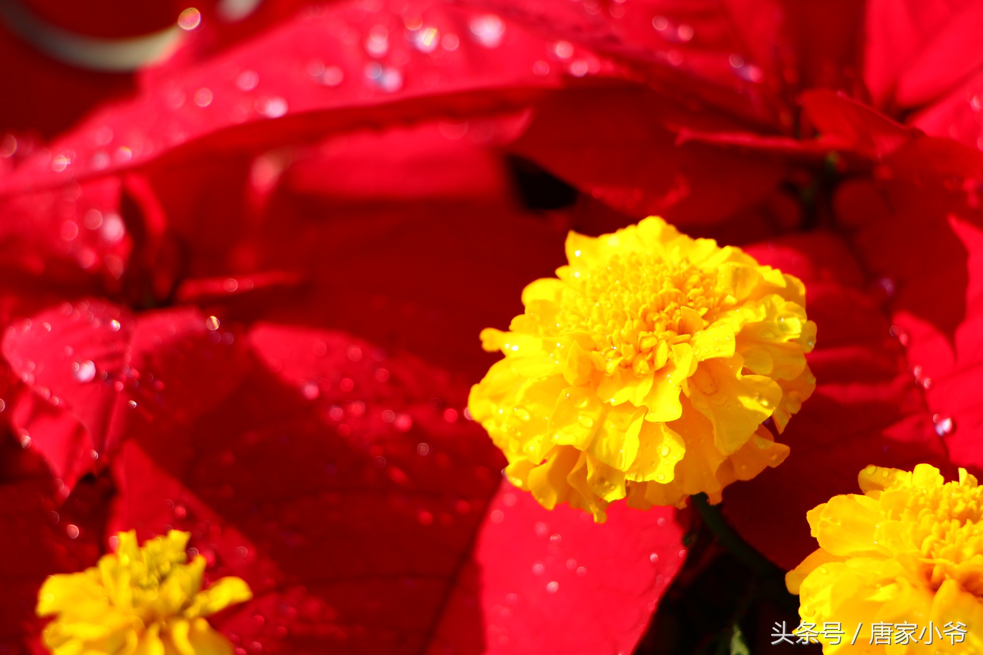 佳能700d样片欣赏,如何快速上手一台佳能700d