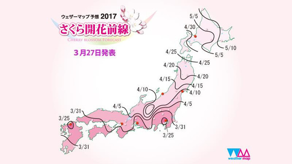 樱花烂漫几多时完整版,日本樱花节赏樱攻略视频大全