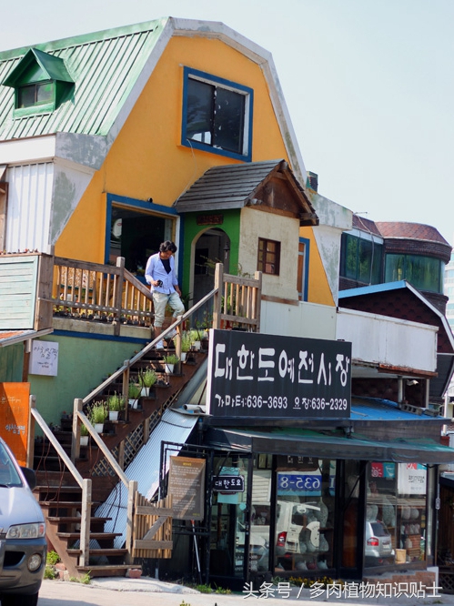 探访韩国多肉植物基地，中韩多肉大对比（二）