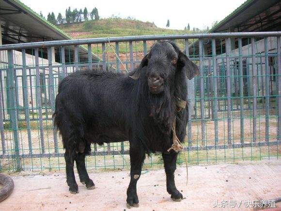 这种山羊体大赛牛犊，养羊户你见过吗？