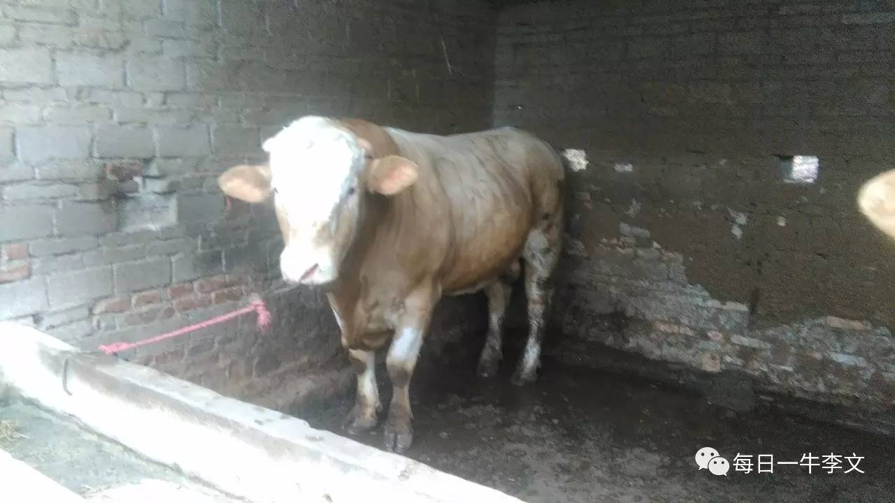 养牛的真实忠告,养牛4年的经验总结怎么写