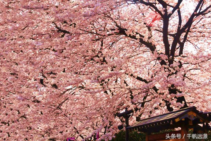 日本樱花祭，春风十里不如你