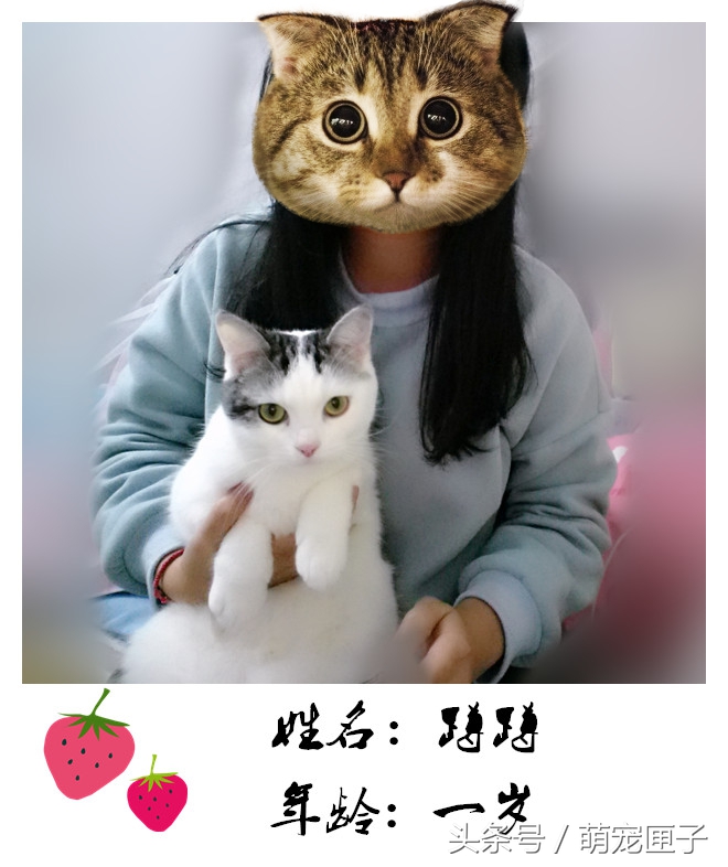 猫咪日常干架视频,猫咪日常萌炸时刻