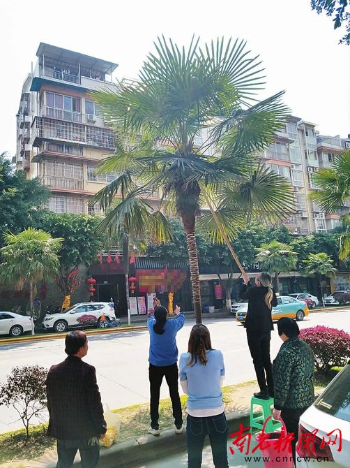 传言棕榈花能治胃病玉带北路棕榈树遭“扫荡”