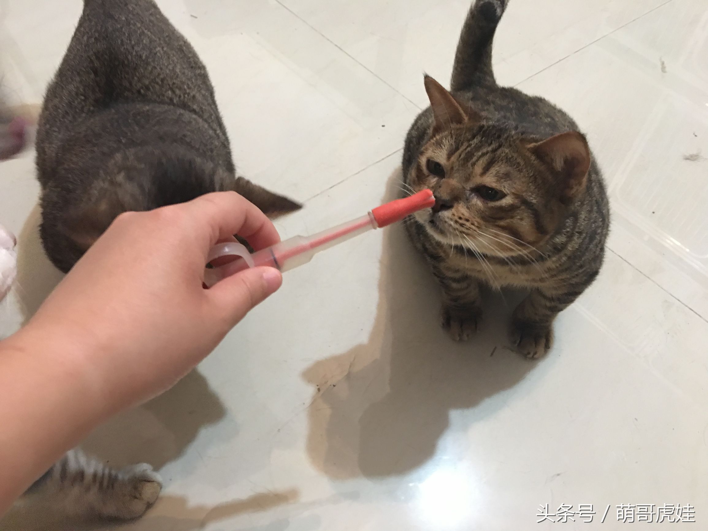 家里小馋猫,家里的小馋猫