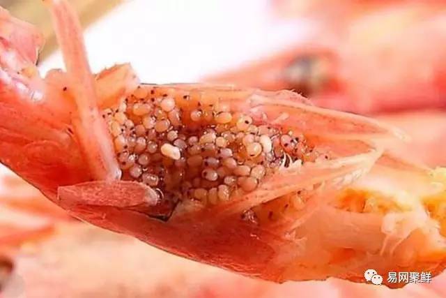 全球最优质的北极甜虾,正宗日本北极虾