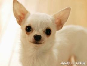 生活中二十种常见狗狗的价格，哪个最名不符实