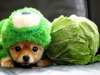 狗狗换了狗粮便便特别臭,狗狗便便里还有狗粮