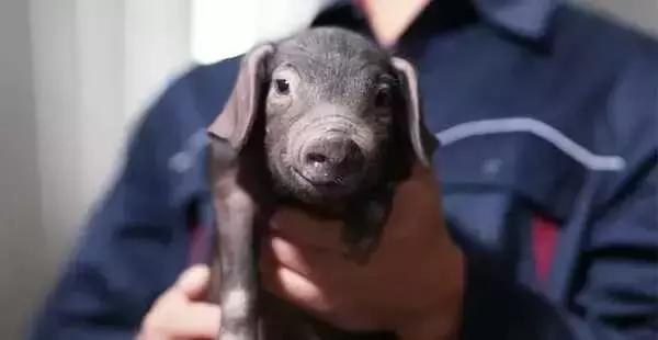 150万人围观网易养猪场，空气有安缦酒店的感觉，猪尿竟然能喝