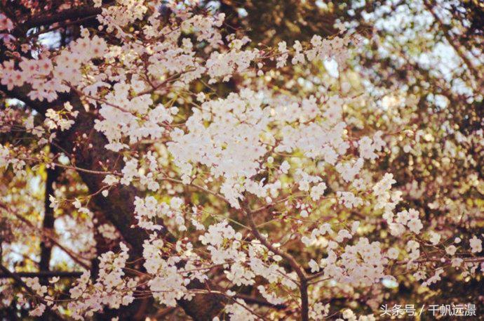日本樱花祭，春风十里不如你