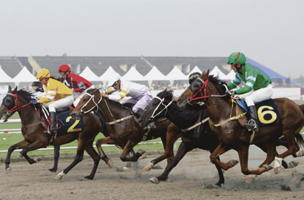 走！明天去成都温江看世界顶级赛马（内附观赛攻略）