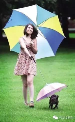 狗狗雨天出去怎么弄干净,如何教狗狗下雨天不出门