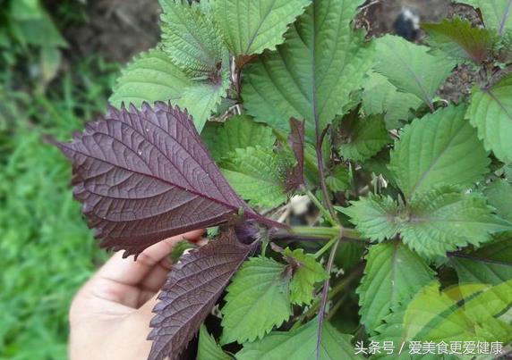 人参鹿茸虫草茶,虫草鹿茸枸杞泡茶
