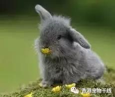 为什么养过兔子的人就不想再养,兔子不想养了咋办