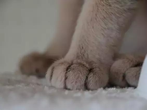 这么可爱的白手套，我能抱着摸一年！