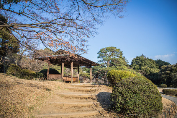 樱花烂漫几多时完整版,日本樱花节赏樱攻略视频大全
