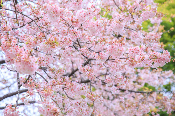 樱花烂漫几多时完整版,日本樱花节赏樱攻略视频大全
