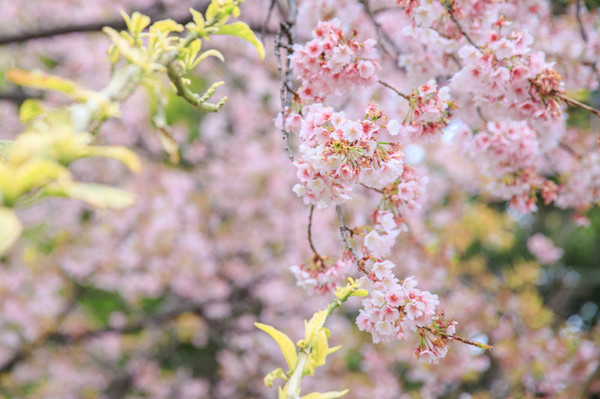 樱花烂漫几多时完整版,日本樱花节赏樱攻略视频大全
