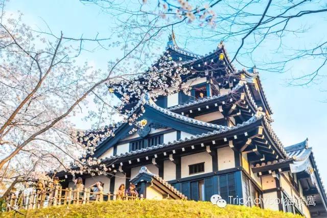 正逢樱花烂漫,何必远行带上这份攻略带你去赏樱