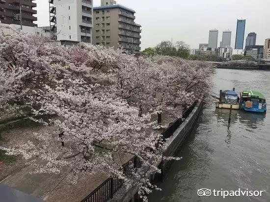 正逢樱花烂漫,何必远行带上这份攻略带你去赏樱