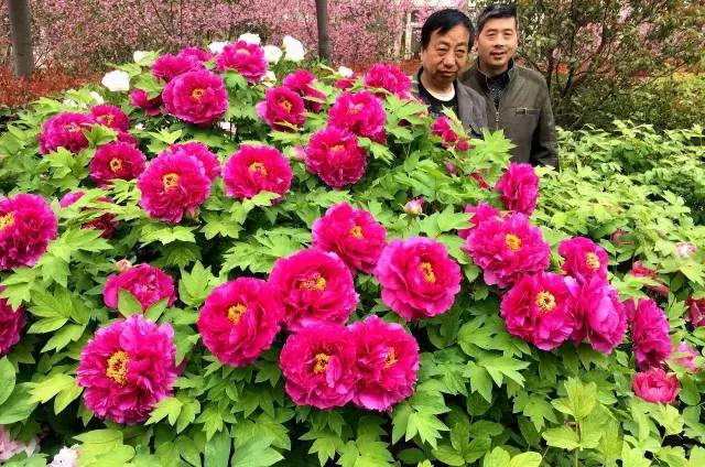 洛阳各牡丹观赏园门票价格公布,洛阳南山牡丹园门票免费政策