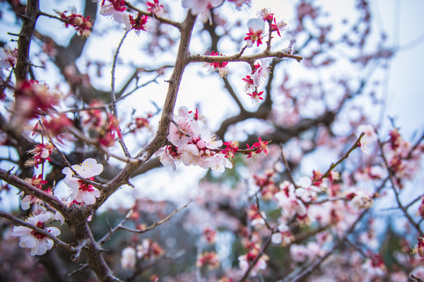 樱花烂漫几多时完整版,日本樱花节赏樱攻略视频大全