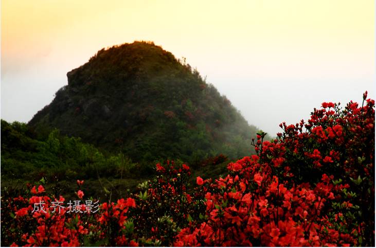 满山的杜鹃红艳艳纯音乐,满山杜鹃红艳艳