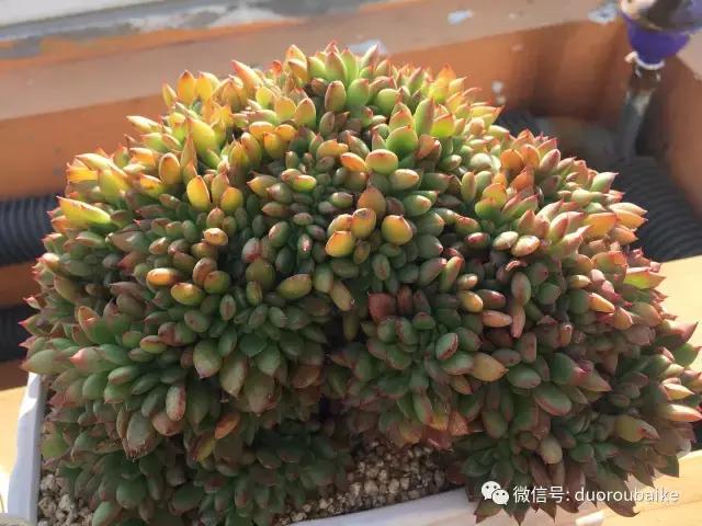多肉为什么比较坑,多肉基础知识详解