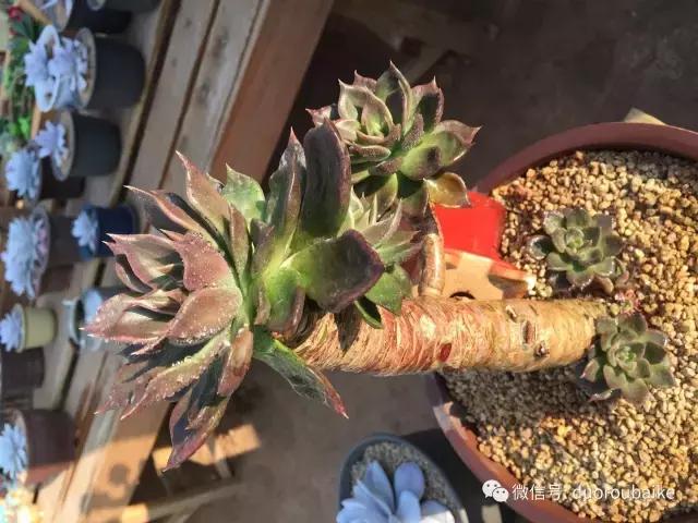 多肉为什么比较坑,多肉基础知识详解