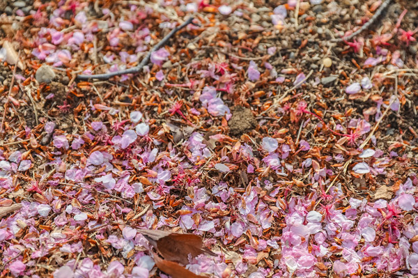 樱花烂漫几多时完整版,日本樱花节赏樱攻略视频大全