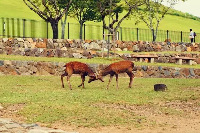 日本奈良看小鹿,日本奈良看小鹿视频
