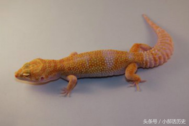 古人的守宫砂为何会消失,传说中的守宫砂