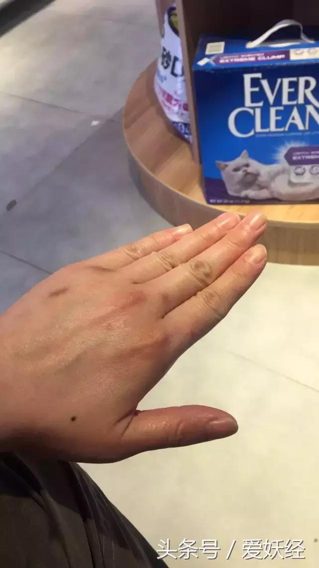 爱妖经养宠怎么玩,爱妖经