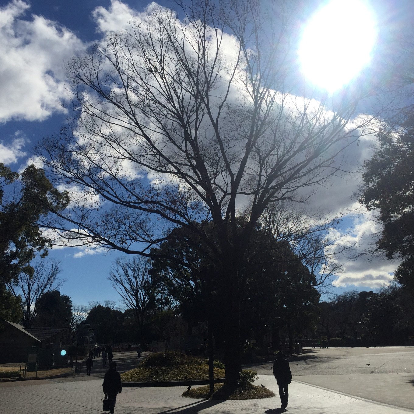 迷失在岛国——东京、京都、大阪7天经典游