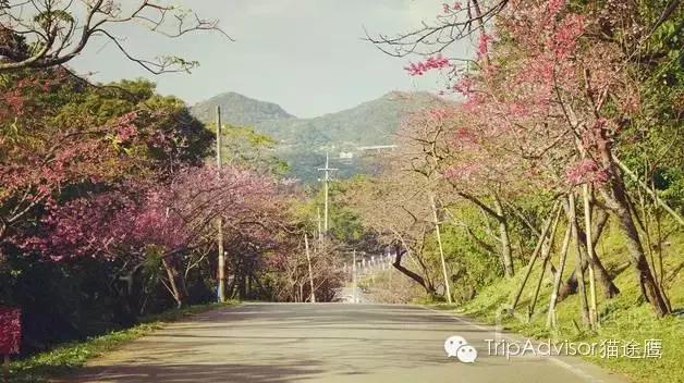 正逢樱花烂漫,何必远行带上这份攻略带你去赏樱