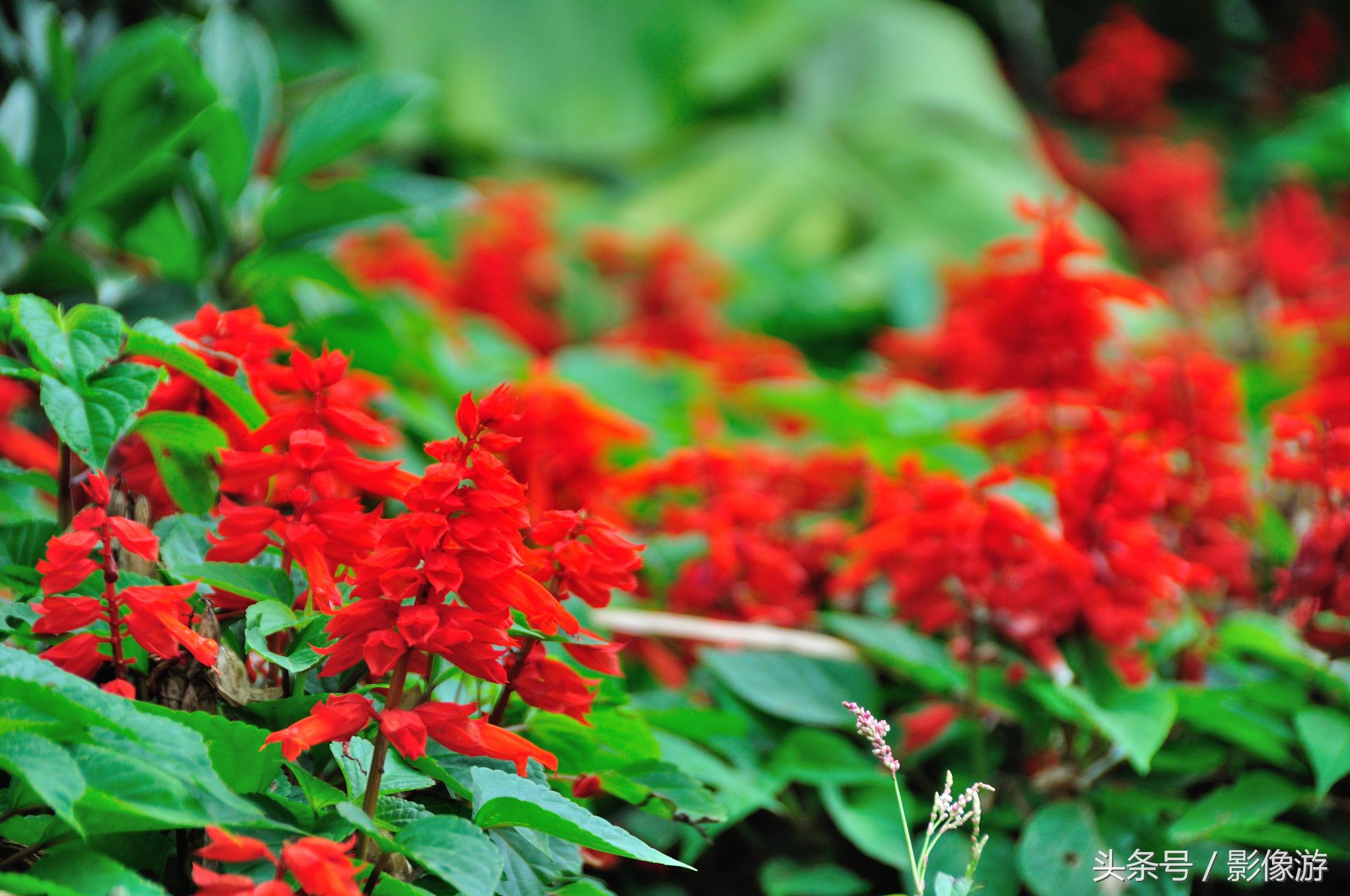 深圳观澜版画村地址,深圳清明踏青线路推荐