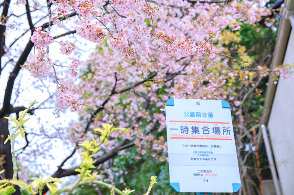 樱花烂漫几多时完整版,日本樱花节赏樱攻略视频大全