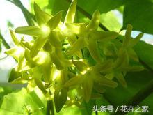 教你快速识别常见易混淆的花卉,教你辨别多种春季常见花