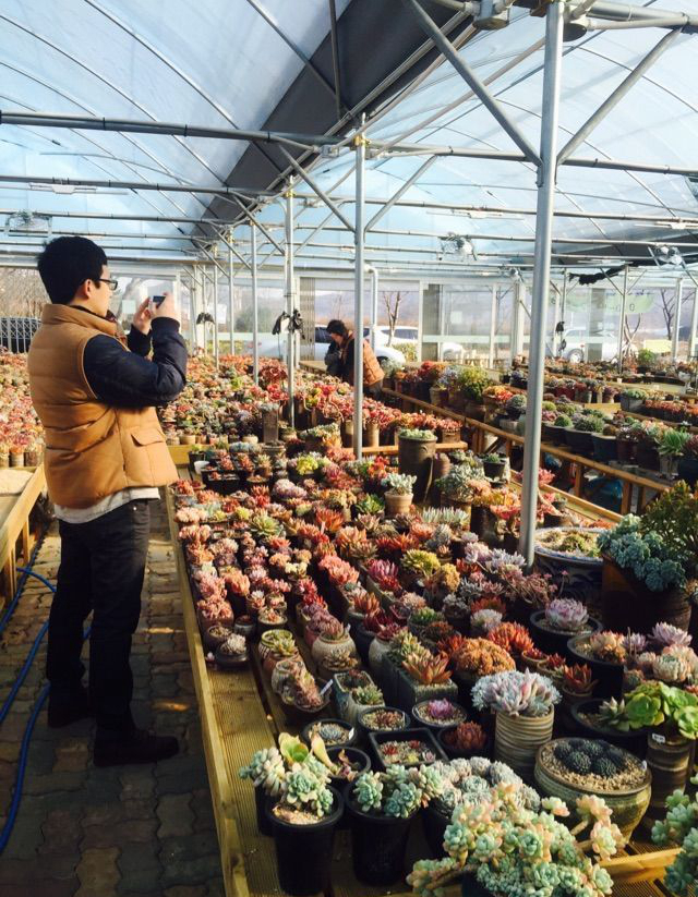 韩国多肉大棚和国内有什么区别,韩国多肉和国内多肉植物的区别