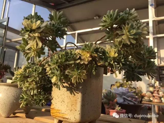 多肉为什么比较坑,多肉基础知识详解