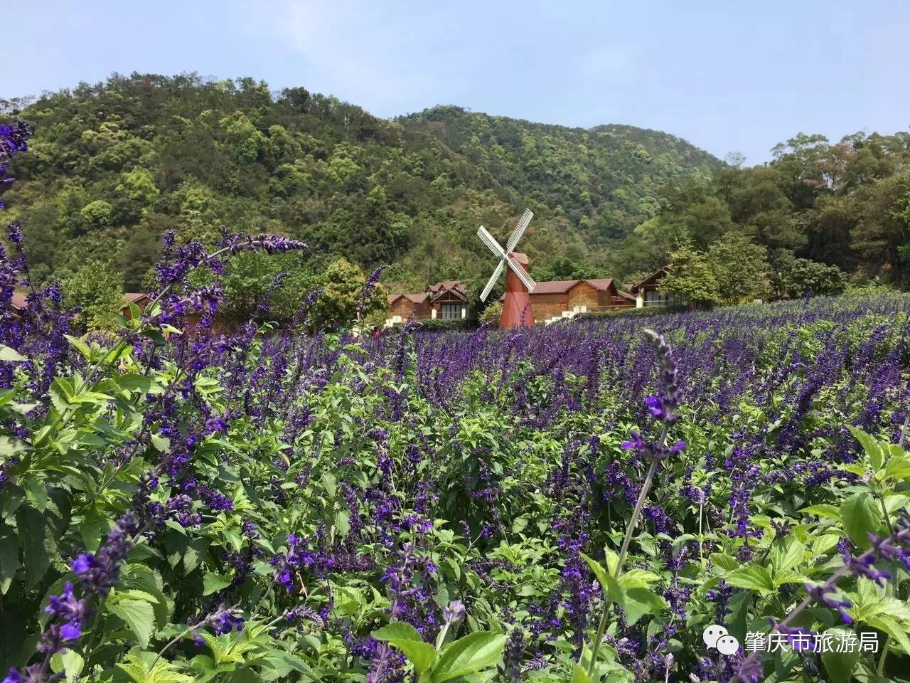 广东盘龙峡熏衣草花海,盘龙峡熏衣草园