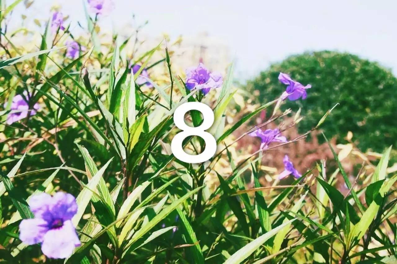 校园开启.avi模式，全因那石楠花开