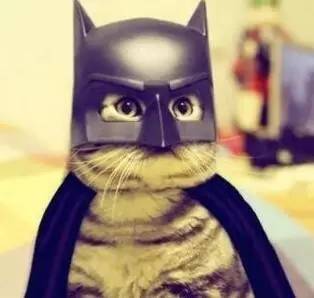 “呆萌猫”连袋鼠都吃，统治300公里｜喵族的真相