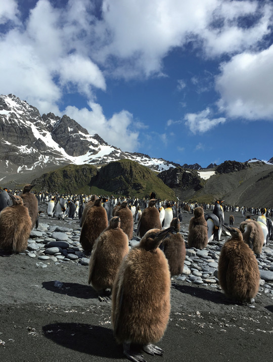 真正的南极风景,去南极可以看到什么风景