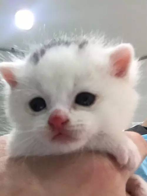 D136-狗吐了一只鞋，还有三只消失了，怎么破？